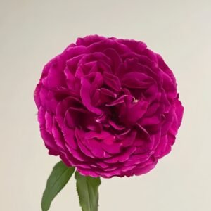 Le Temps Des Cerises Rose