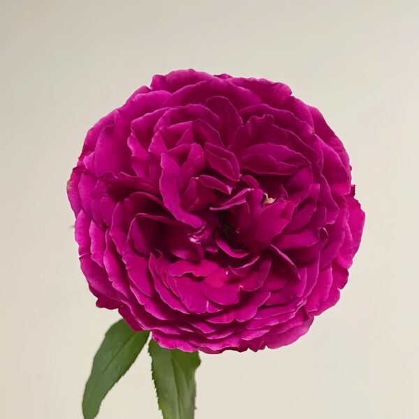 Le Temps Des Cerises Rose