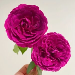 Le Temps Des Cerises Rose