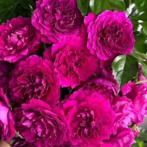 Le Temps Des Cerises Rose