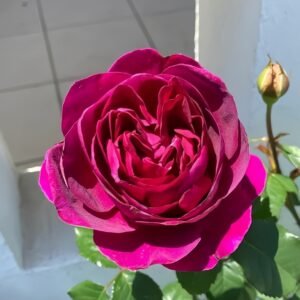 Le Temps Des Cerises Rose