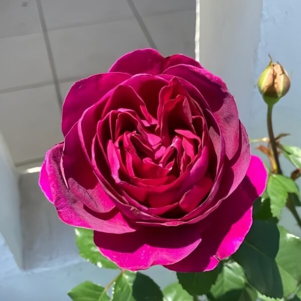 Le Temps Des Cerises Rose