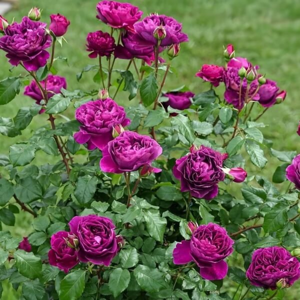 Le Temps Des Cerises Rose