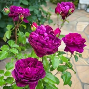 Le Temps Des Cerises Rose