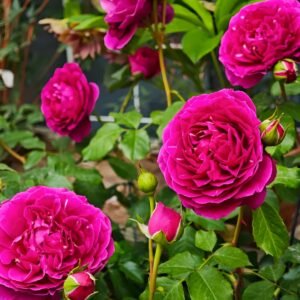 Le Temps Des Cerises Rose