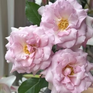 Lilac Beauty Rose