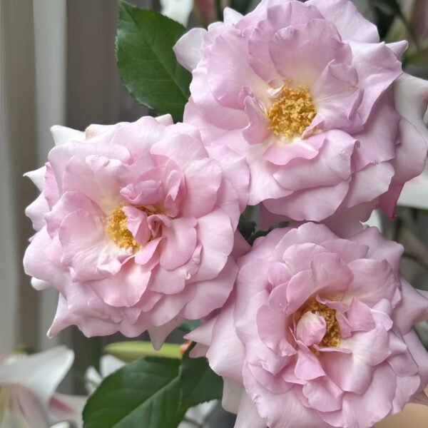 Lilac Beauty Rose