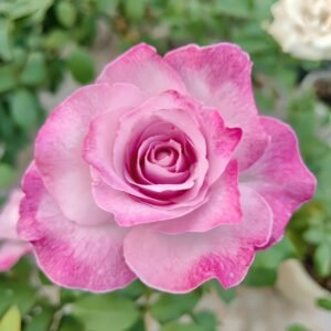 Lilac Beauty Rose