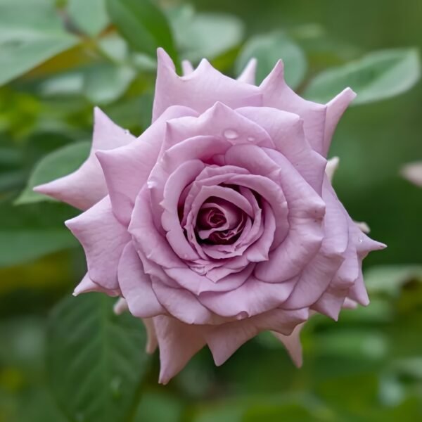 Lilienthal Rose