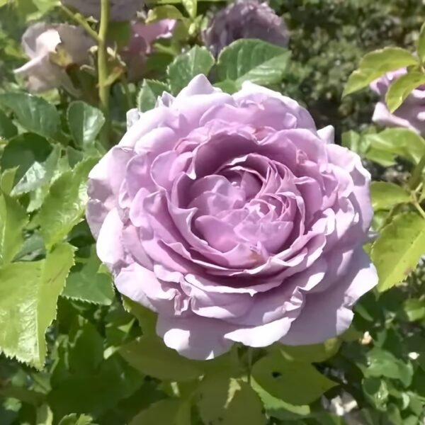 Lilienthal Rose
