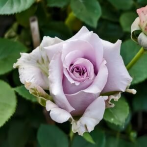 Lilienthal Rose