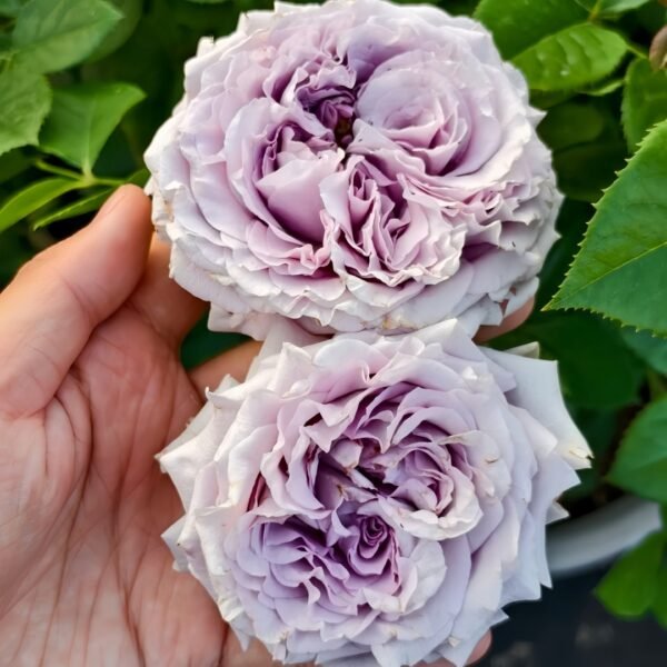 Lilienthal Rose