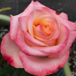 Lovely Heart Rose