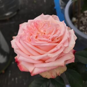 Lovely Heart Rose