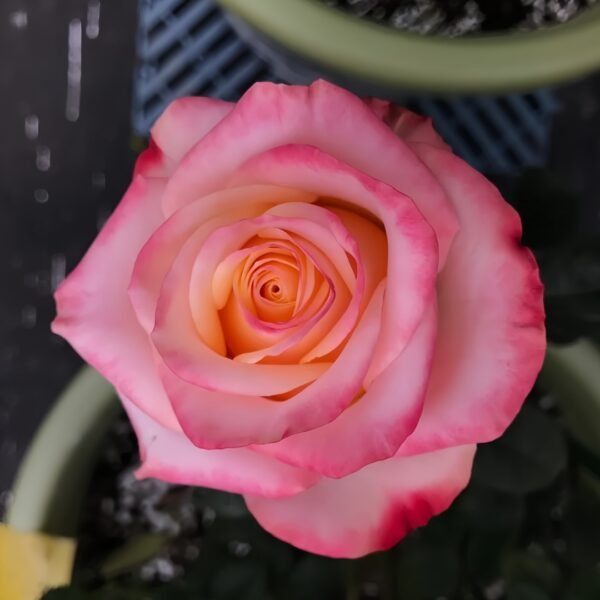 Lovely Heart Rose
