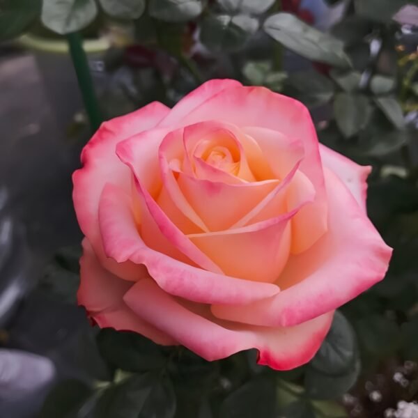 Lovely Heart Rose