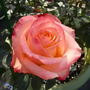 Lovely Heart Rose