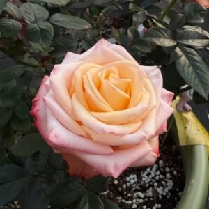 Lovely Heart Rose