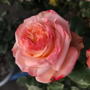 Lovely Heart Rose