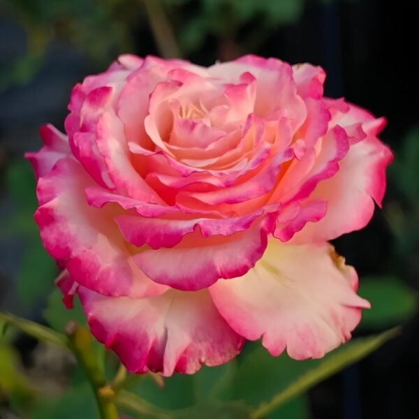 Memphis Rose