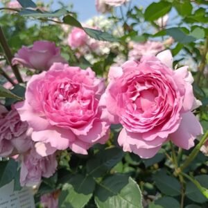 Ningzhi Rose