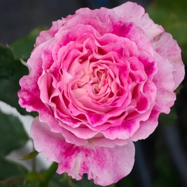 Piccadilly Circus Rose