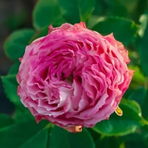 Piccadilly Circus Rose