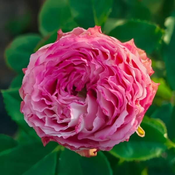 Piccadilly Circus Rose