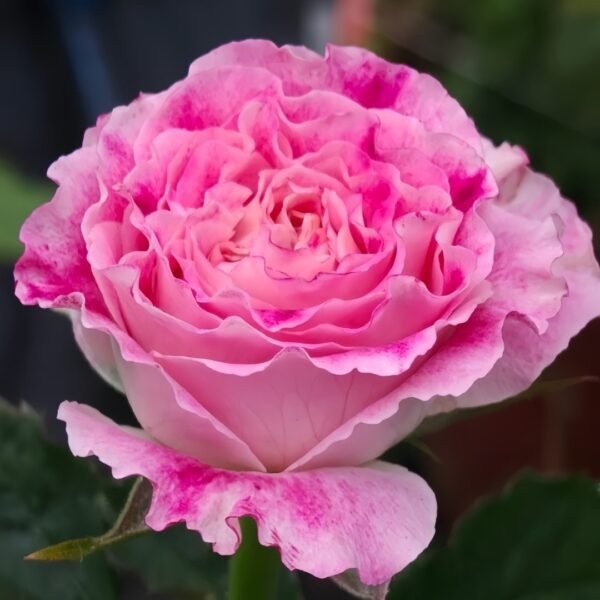 Piccadilly Circus Rose