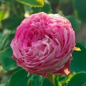 Piccadilly Circus Rose