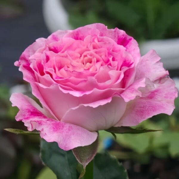 Piccadilly Circus Rose