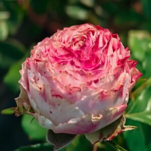 Piccadilly Circus Rose