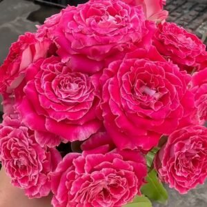 Piccadilly Circus Rose