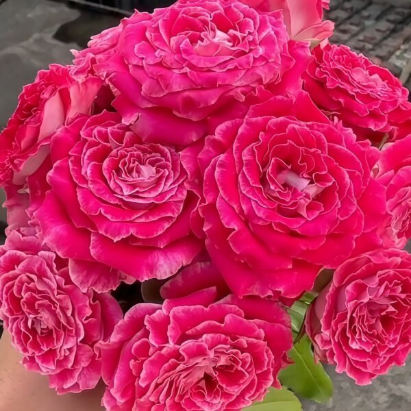 Piccadilly Circus Rose