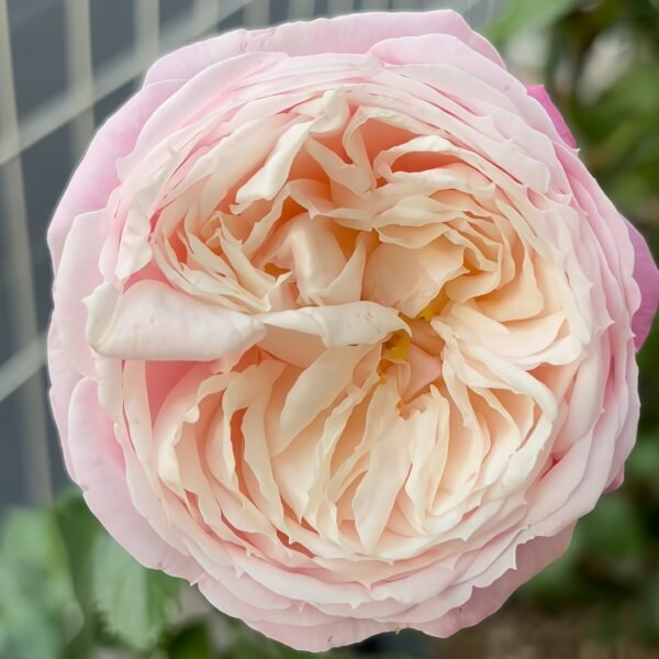 Pirouette Rose