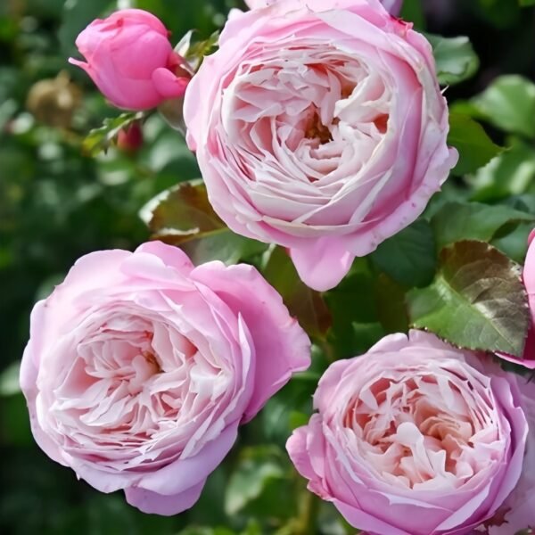 Pirouette Rose