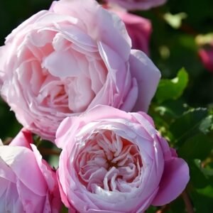 Pirouette Rose