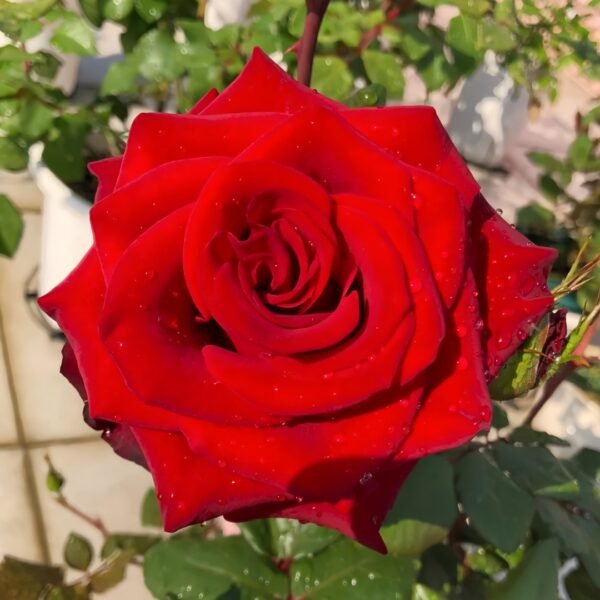 Plateau Red Rose