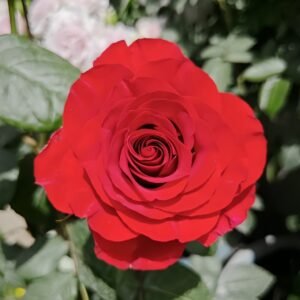 Plateau Red Rose
