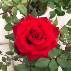 Plateau Red Rose