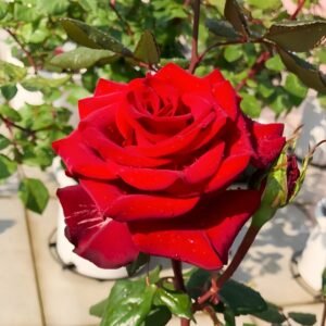 Plateau Red Rose