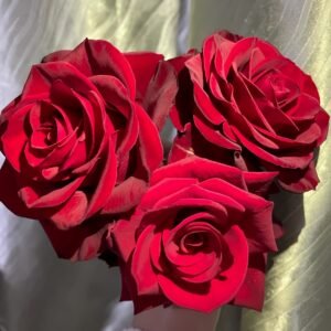 Plateau Red Rose