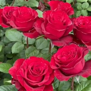 Plateau Red Rose Plant|高原红 - 图片 10