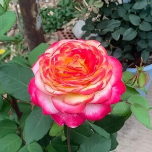 Pop Star Rose Plant|流行歌星 - 图片 10