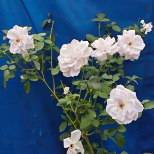 Porte Bleue Rose Plant|蓝色之门 - 图片 9