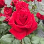Red France Rose