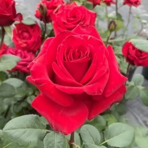 Red France Rose