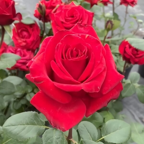 Red France Rose