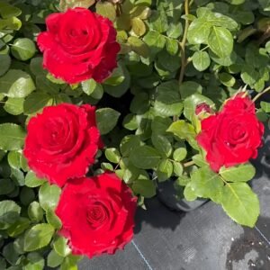 Red France Rose
