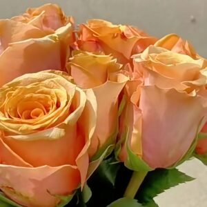 Serenade Rose Plant|小夜曲 - 图片 4